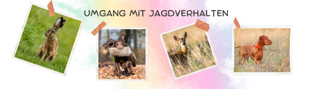 Umgang mit Jagdverhalten - (Antijagdtraining)