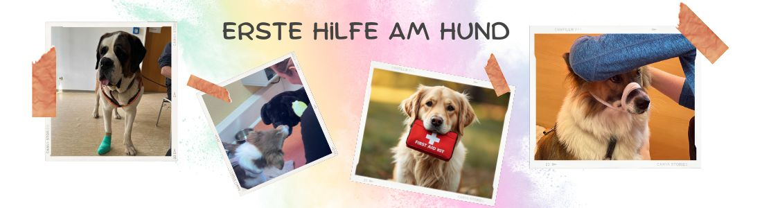 Erste Hilfe am Hund