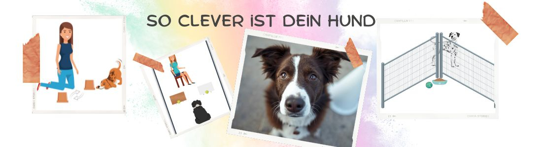 So clever ist Dein Hund